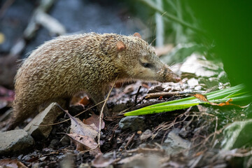 Tenrec ecaudatus hedgehog inwild nature of Mauritius