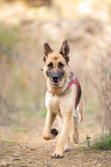 Frontal shot of German Shepherd Dog from a shelter running in the field. Pet care concept.