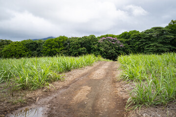 Mauritius tropical countryside with rainforest