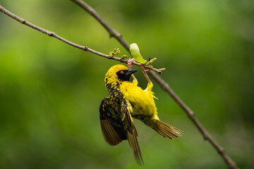 Village Weaver (Ploceus cucullatus spilonotus) bird in wild nature of Mauritius