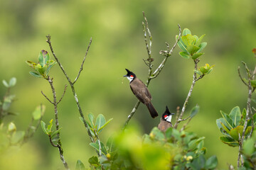 Pycnonotus jocosus (Red-whiskered Bulbul) bird in wild nature of Mauritius