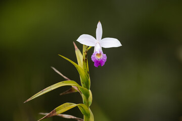 Arundina graminifolia wild orchid in Mauritius island © jakubstepan