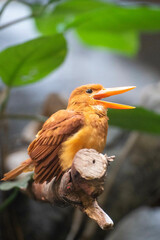 見つめる鳥