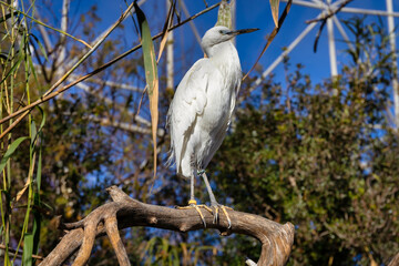 White heron in wildlife park, Spain