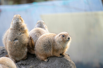 プレーリードッグ