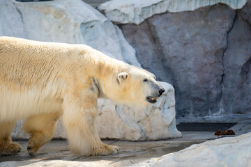 ホッキョクグマ