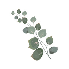 Obraz premium Vector floral eucalyptus. Branches of green leaves, silver dollar greens, natural leaves of tropical elements for wedding invitation, stationery, congratulations, wallpaper, fashion, background