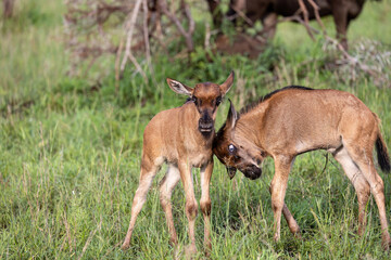 Naklejka na ściany i meble Two wild baby wildebeest stand close together. One has its head lowered against the other.