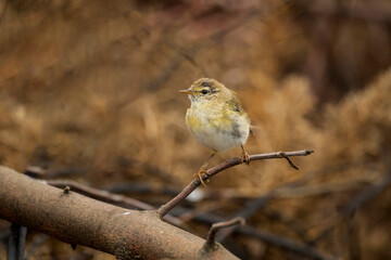 willow warbler perched on a branch of a gorse bush in the uk in the summer