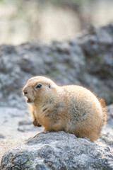 プレーリードッグ