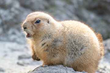 プレーリードッグ