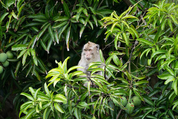 Crab-eating macaque (Macaca fascicularis) in Mauritius island