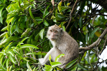 Crab-eating macaque (Macaca fascicularis) in Mauritius island