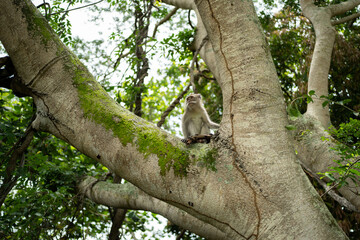Crab-eating macaque (Macaca fascicularis) in Mauritius island