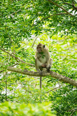 Crab-eating macaque (Macaca fascicularis) in Mauritius island