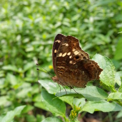 Brown butterflies perch on the fresh green leaves