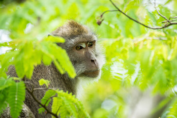 Crab-eating macaque (Macaca fascicularis) in Mauritius island