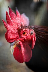 close up face of rooster in rural farm
