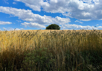 field of wheat with tree and sky with clouds, Uckermark, Brandenburg, Germany 