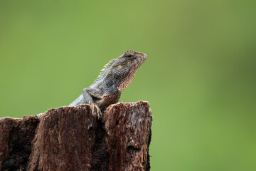 Wild Mauritian Agamid Lizard (Calotes versicolor) in wild nature