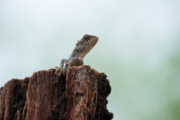 Wild Mauritian Agamid Lizard (Calotes versicolor) in wild nature