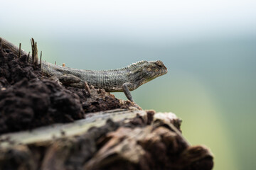 Wild Mauritian Agamid Lizard (Calotes versicolor) in wild nature