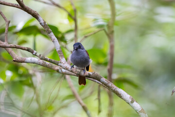 The Mascarene paradise flycatcher (Terpsiphone bourbonnensis) in wild nature