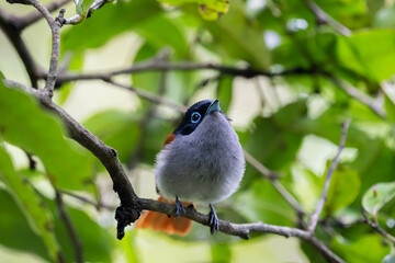 The Mascarene paradise flycatcher (Terpsiphone bourbonnensis) in wild nature
