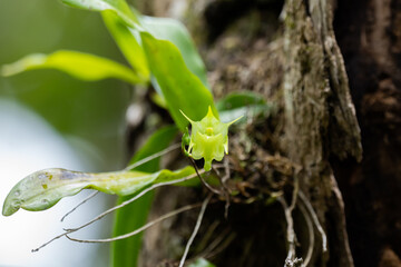 Aeranthes arachnites wild orchid in nature of Mauritius