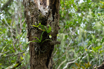 Aeranthes arachnites wild orchid in nature of Mauritius