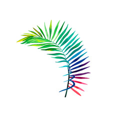 Rainbow palm branch on an isolated background. A colored palm branch. Watercolor illustration. Tropical plants.