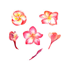 Plumeria flowers on an isolated background. Watercolor illustration. Tropical flowers. Nature of the tropics.