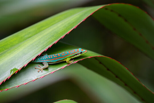 Mauritius ornate day gecko (Phelsuma ornata) in wild nature of Mauritius