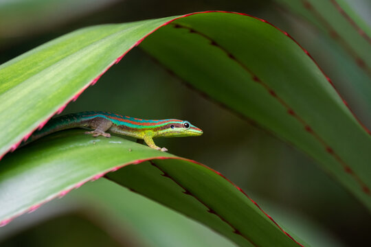 Mauritius ornate day gecko (Phelsuma ornata) in wild nature of Mauritius
