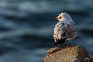 Portrait of a young black-hooded gull with yelow beak and legs and grey feathers on its back perching on a stone. Sunny evening at a river. Dark blue water in the background.