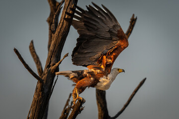 African fish eagle takes off lifting wings