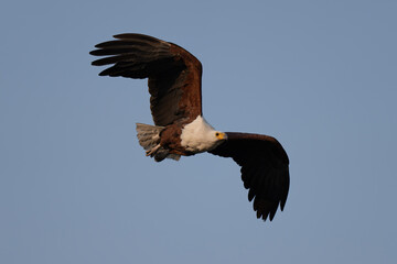 African fish eagle flies through blue sky