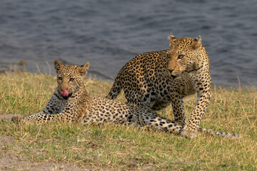 Female leopard steps over cub on riverbank
