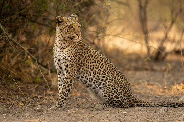Close-up of leopard sitting looking over shoulder