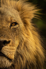 Close-up of half face of male lion