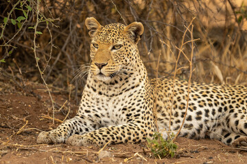 Naklejka premium Close-up of leopard lying on sandy ground