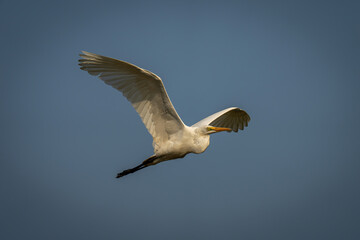Great egret flies through perfect blue sky