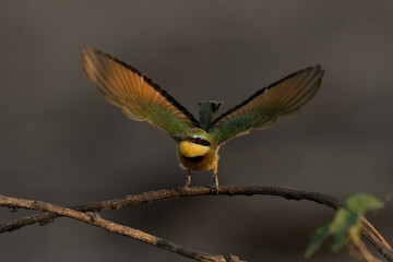 Little bee-eater takes off from thin branch