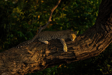 Fototapeta na wymiar Leopard lies on thick branch watching camera
