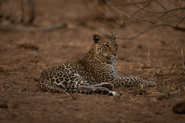 Fototapeta na wymiar Leopard lies turning head beside branches