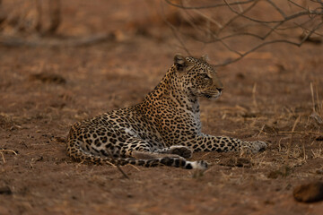 Leopard lies staring ahead beside branches