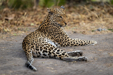 Leopard lies on bare ground facing right