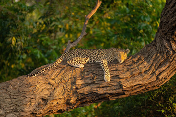 Fototapeta na wymiar Leopard lies sleeping on branch in sunshine