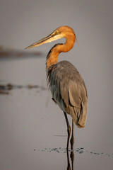 Goliath heron wades through shallows looking back