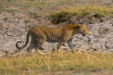 Female leopard crosses dry riverbed in sunshine